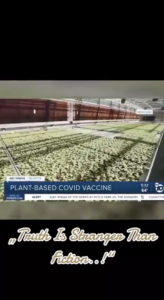 Plant-based Covid 'vaccin'?